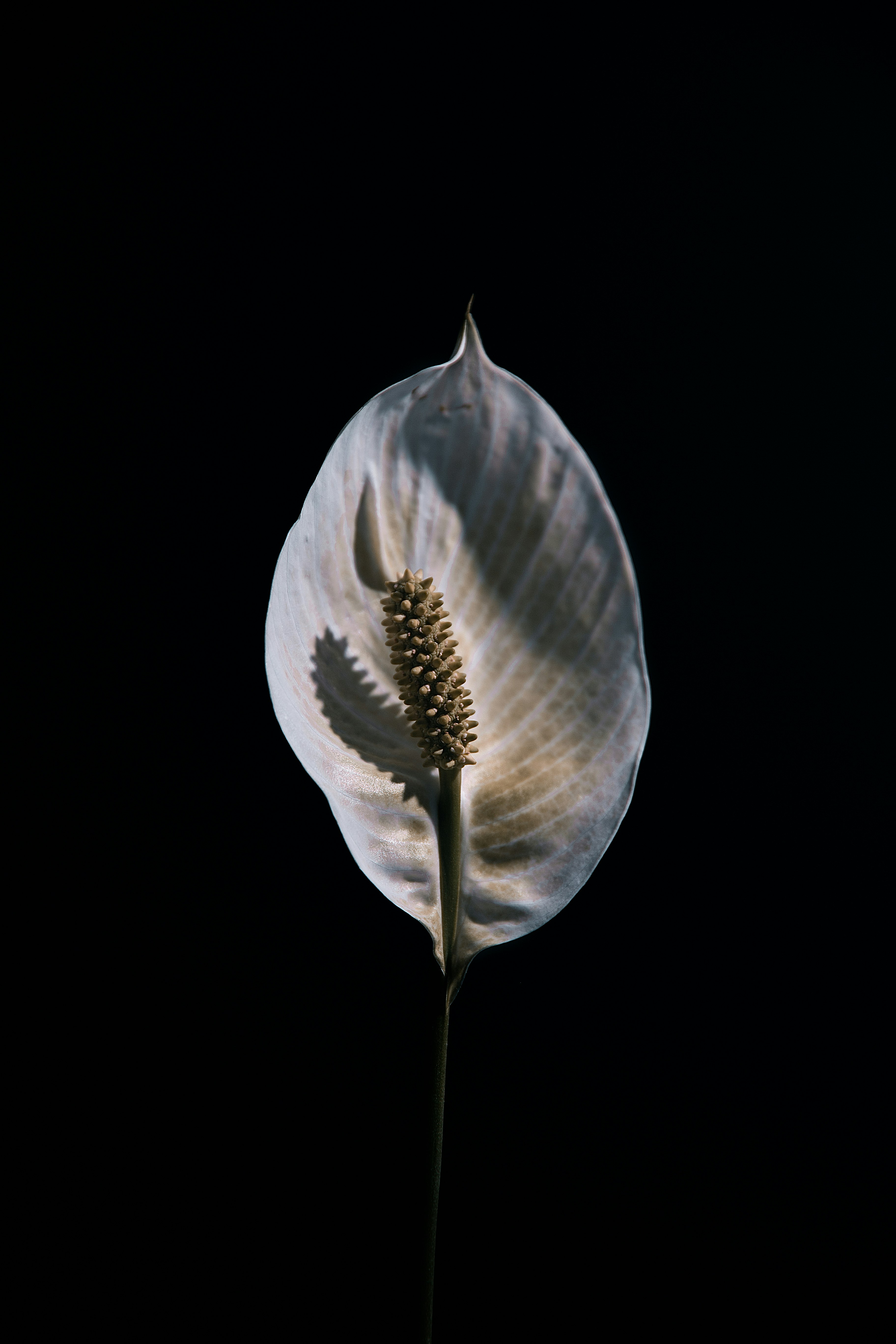 white and brown flower with black background